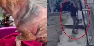 #VIDEO | Hombre ataca brutalmente a perrita con un machete