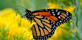 #Imágenes | Vive la magia de la Mariposa Monarca en Michoacán