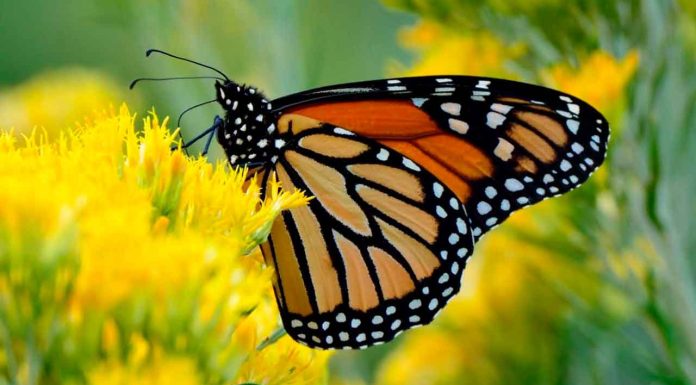 #Imágenes | Vive la magia de la Mariposa Monarca en Michoacán