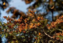 Zona Monarca en Michoacán, libre de tala clandestina: WWF