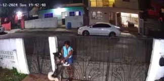 #VIDEO | Mujer es captada robándose a un cachorrito Husky de un domicilio; intentaba revenderlo
