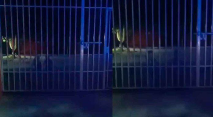 #VIDEO | ¿Aparición paranormal? Policías captan a niñas jugando dentro de una primaria en la madrugada