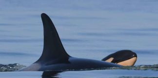 Orca empuja el cuerpo de su cría en un doloroso ritual repetido