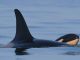 Orca empuja el cuerpo de su cría en un doloroso ritual repetido