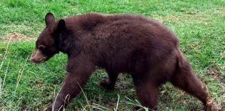 Zoológico de Morelia lanzará convocatoria para ponerle nombre al osezno negro
