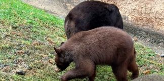 #Galería | Con pastel de frutas, Zoológico de Morelia festeja un año del oso negro