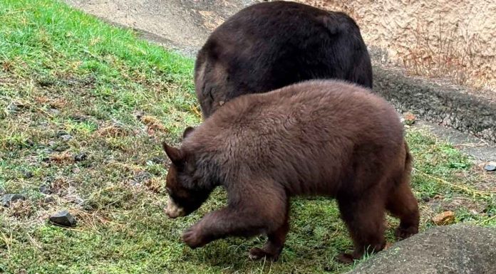 #Galería | Con pastel de frutas, Zoológico de Morelia festeja un año del oso negro