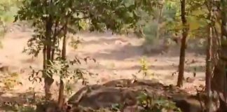 #VIDEO #FuertesImágenes | Oso mata a padre y a su hijo en un bosque