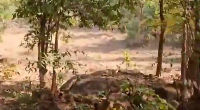 #VIDEO #FuertesImágenes | Oso mata a padre y a su hijo en un bosque