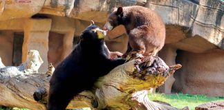 #VIDEO | Osito negro del Zoológico de Morelia cumple un año y festeja a lo grande