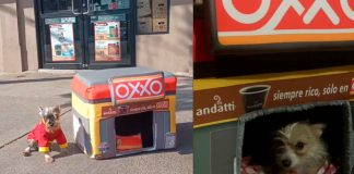 #VIDEO | Refugio mexicano crea camas de Oxxo para recaudar fondos y poder ayudar a perros en situación de calle