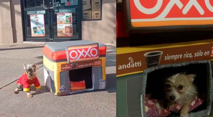 #VIDEO | Refugio mexicano crea camas de Oxxo para recaudar fondos y poder ayudar a perros en situación de calle