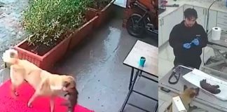 #VIDEO | Perrita lleva a su cachorro con el corazón detenido a veterinarios, quienes logran salvarlo