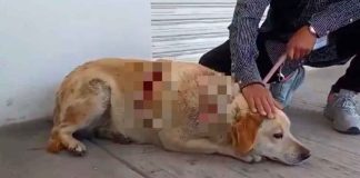 Perrita adoptada por comerciantes fue atacada a machetazos en 13 ocasiones; ya se busca al responsable