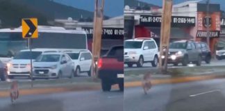 #VIDEO | En México: abandonan a perrito en plena avenida