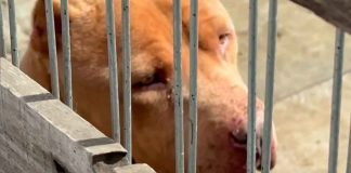 #México: Rescatan a dos perros que llevaban meses de abandono en un inmueble vacío