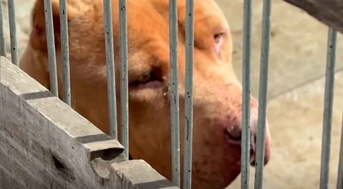 #México: Rescatan a dos perros que llevaban meses de abandono en un inmueble vacío