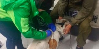 #Video // Hombre es captado golpeando a perro amarrado; el hecho se viralizó y el can ya fue rescatado