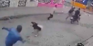 #VIDEO | ¡Héroe de 4 patas! Perrito frustra intento de asalto en plena calle