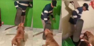 #VIDEO | ¡Insólito! Perro agrede a sujeto… ¡A machetazos!