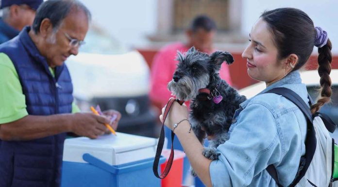Martes arrancan esterilizaciones gratuitas en Pátzcuaro, Tarímbaro y Morelia