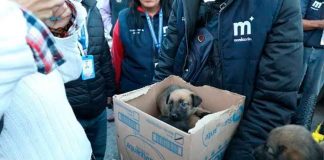 Listos los operativos de prohibición de venta de animales durante Reyes Magos