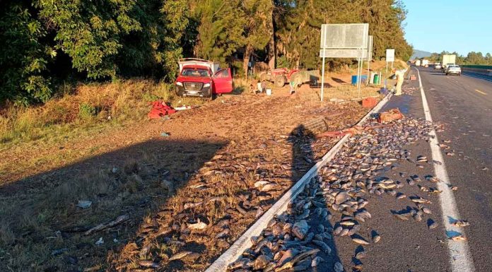Camioneta cargada con pescados se accidenta en la autopista Siglo XXI