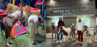 ¡Rescate histórico en México! Por primera vez, rescatan a ponys que eran usados para carruseles