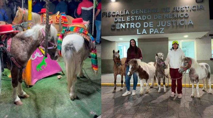 ¡Rescate histórico en México! Por primera vez, rescatan a ponys que eran usados para carruseles