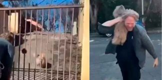 #VIDEO | Hombre se reencuentra con su perrito que se había perdido por los incendios en Los Ángeles