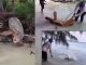 #VIDEO #Viral | Se viraliza el video de un hombre liberando una tortuga en una costa del sur