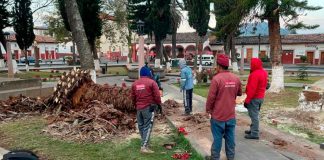 En Pátzcuaro personal del ayuntamiento realiza retiro de una palmera que representaba riesgo para los vecinos