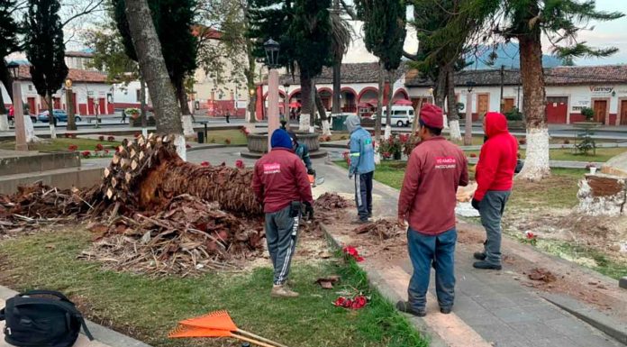 En Pátzcuaro personal del ayuntamiento realiza retiro de una palmera que representaba riesgo para los vecinos