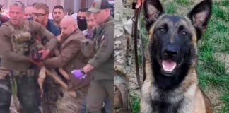 #VIDEO | ´Rocky´, el perro k9 que recibió dos balas tras olfatear a un delincuente en un contenedor de basura