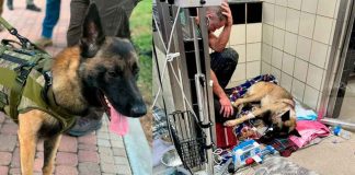 #VIDEO #Viral | Valiente Canino es herido tras alertar a su equipo de alguaciles sobre la presencia de un sujeto sospechoso