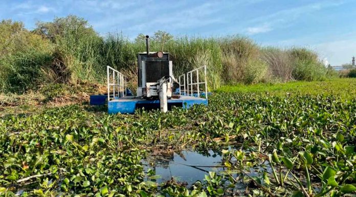 Avanza la recuperación del manantial de La Mintzita; se han limpiado 1.3 hectáreas: Compesca