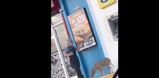 #VIDEO | Trabajadora de famosa pizzería ofrece agua a perrito de la calle y se vuelve viral