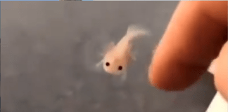 #Video // Adorable ajolote bebe nadando en un recipiente cautiva a usuarios de internet