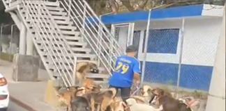 #Video // “El líder de la manada”: Hombre paseando a numerosos perros con una correa
