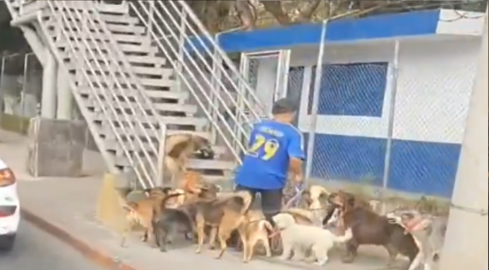 #Video // “El líder de la manada”: Hombre paseando a numerosos perros con una correa