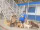 #Video // “El líder de la manada”: Hombre paseando a numerosos perros con una correa