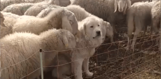 #Video // ¿perro o oveja?: Lomito sentado entre rebaño en un corral