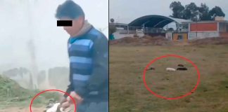 #VIDEO #ImágenesFuertes| En México: Hombre es captado lanzando cachorros recién nacidos con una pala