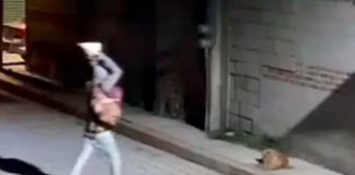 #VIDEO | Sujeto que lanzó enorme piedra a perrito quedó en libertad tras pagar la multa