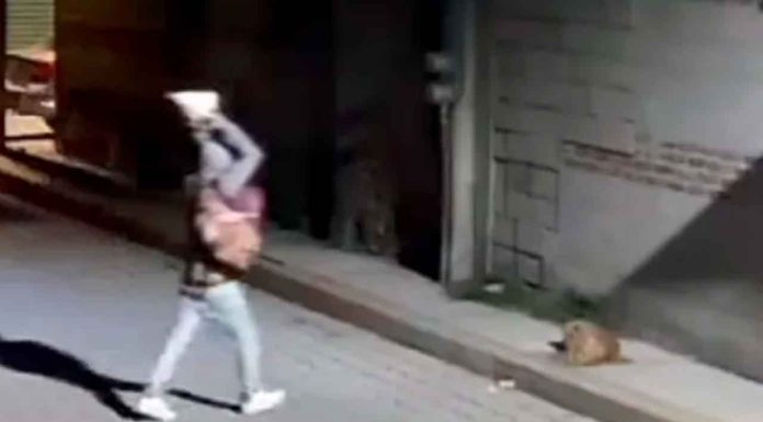 #VIDEO | Sujeto que lanzó enorme piedra a perrito quedó en libertad tras pagar la multa