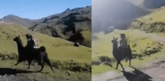 #VIDEO | Niño se vuelve viral en redes luego de ser captado en un inusual medio de transporte