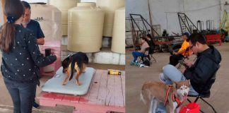 #Imágenes | Realizan en Puruándiro campaña de esterilización masiva