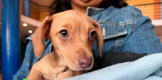 Jalo por los Michi y Lolitos lleva esterilizaciones gratuitas de perros y gatos