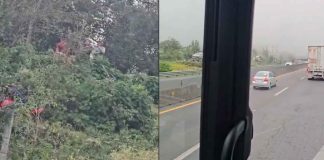 #VIDEO | #México: Captan a sujetos esperando accidentes para cometer ‘rapiña’ en carretera