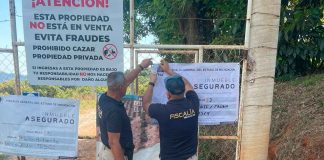 En cateo realizado en Tacámbaro, FGE asegura predio relacionado en tala y cultivo ilegal de aguacate y chile perón